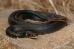 Dolichophis jugularis cypriacus
