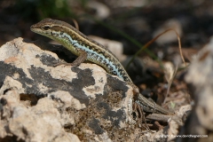 Ophisops elegans schlueteri