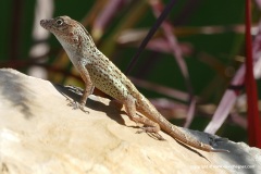 Anolis sp. (cybotes – hispaniolae)