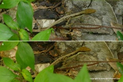 Anolis semilineatus