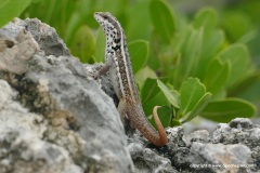 Leiocephalus lunatus