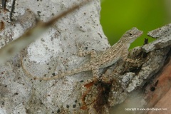 Anolis distichus properus