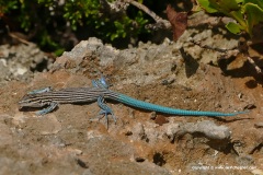 Pholidoscelis lineolatus