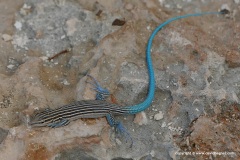 Pholidoscelis lineolatus