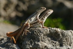 Leiocephalus lunatus