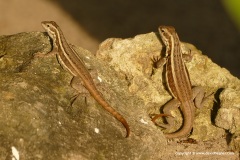 Leiocephalus lunatus