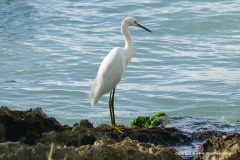 Egretta thula