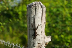 Anolis distichus properus