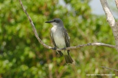 Tyrannus dominicensis