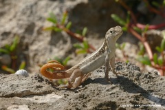 Leiocephalus lunatus louisae