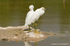 Egretta thula