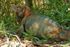 Cyclura cornuta