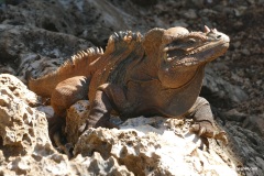 Cyclura cornuta