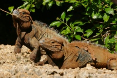 Cyclura cornuta