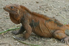 Cyclura cornuta