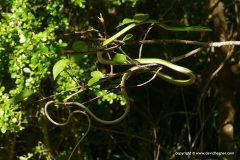Uromacer oxyrhynchus