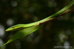 Uromacer oxyrhynchus