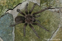 Phormictopus atrichomatus