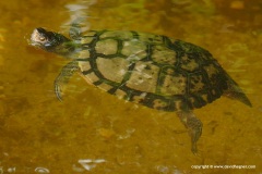 Trachemys stejnegeri vicina