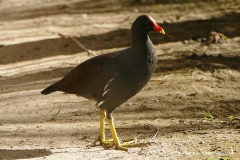 Gallinula galeata