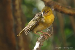Ploceus cucullatus