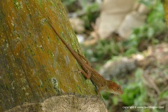 Anolis sp. (cybotes – hispaniolae)