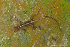 Anolis sp. (cybotes – hispaniolae)