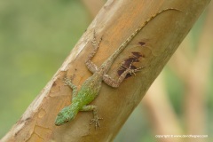 Anolis (distichus) ignigularis