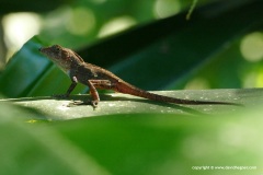 Anolis sp. (hispaniolae – higuey)