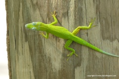 Anolis callainus