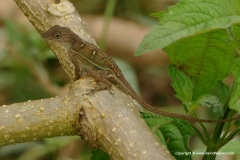 Anolis sp. (hispaniolae – higuey)