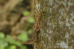 Anolis sp. (hispaniolae – higuey)