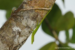 Anolis callainus