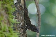 Anolis cf. hispaniolae