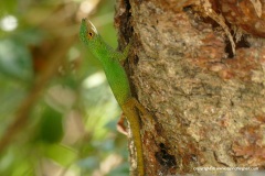 Anolis (distichus) ignigularis