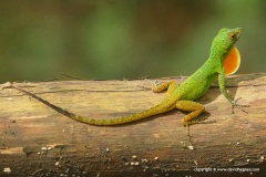 Anolis (distichus) ignigularis