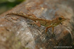 Anolis cf. hispaniolae