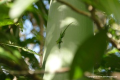 Anolis cf. porcatus
