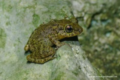 Eleutherodactylus flavescens
