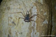 Phrynus sp.