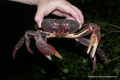 Gecarcinus ruricola