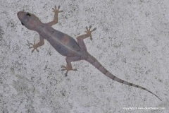 Hemidactylus sp.