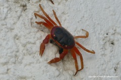 Gecarcinus lateralis