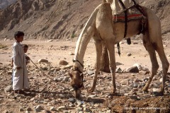 Wadi Feiran