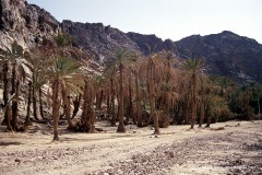 Wadi Feiran