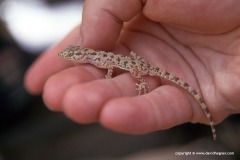 Cyrtopodion scabrum