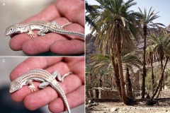 Acanthodactylus boskianus