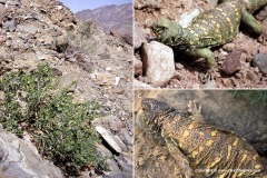 Uromastyx ornata