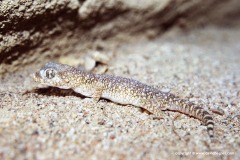 Stenodactylus sthenodactylus