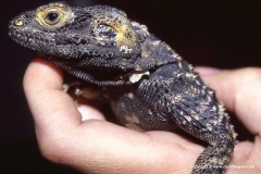 Stellagama stellio brachydactyla